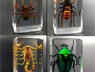 Insect Resins