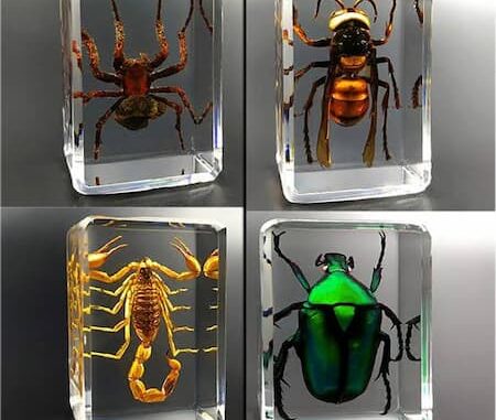 Insect Resins