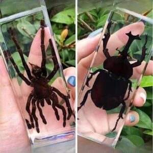 Resin Bug Blocks
