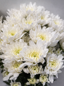 white chrysanthemum