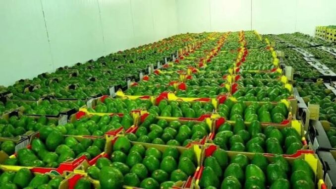 Kenyan agricultural exports