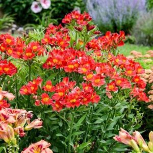 Alstroemeria