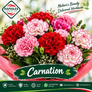 Carnations Flowers