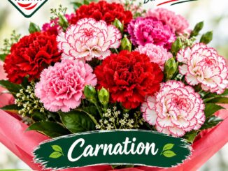 Carnations Flowers