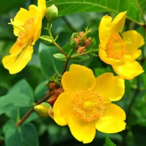 Hypericum