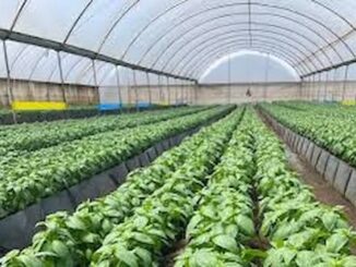 Kenyan Herbs For Export