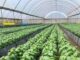 Kenyan Herbs For Export