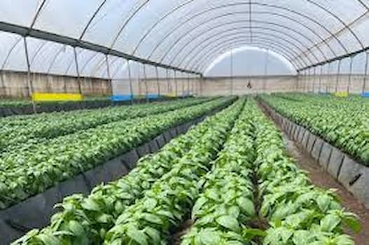 Kenyan Herbs For Export