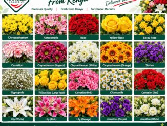 Rapidlex Flower Catalogue