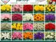Rapidlex Flower Catalogue