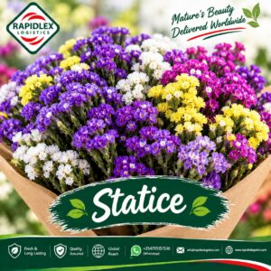 Statice