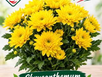 European Florists
