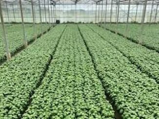 fresh herbs
