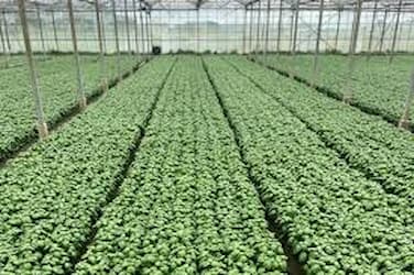 fresh herbs